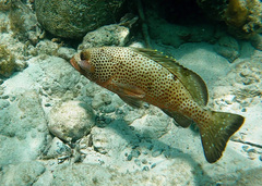 Epinephelus guttatus