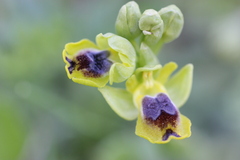 Ophrys sicula
