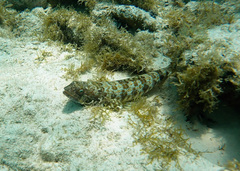 Synodus intermedius