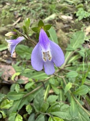 Mazus fauriei