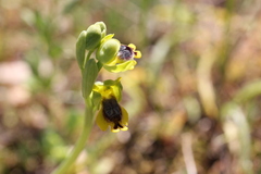 Ophrys sicula
