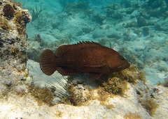 Cephalopholis cruentata