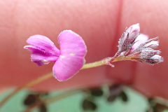 Indigofera sp19b