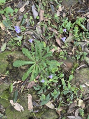Mazus fauriei