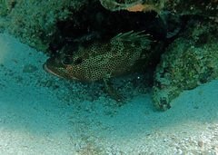 Epinephelus