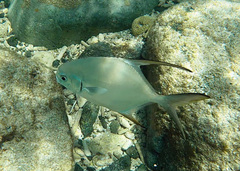 Trachinotus falcatus