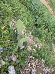 Opuntia ficus-indica