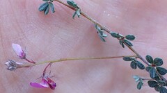 Indigofera sp19b