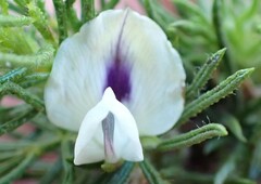 Psoralea floccosa