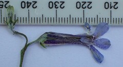 Lobelia dichroma