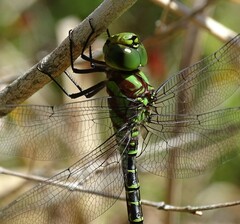 Coryphaeschna ingens