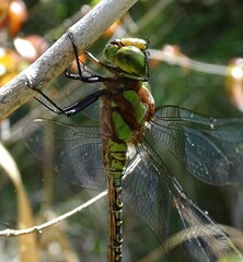 Coryphaeschna ingens