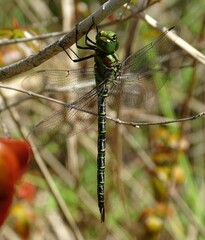 Coryphaeschna ingens