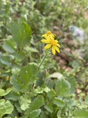 Senecio vernalis