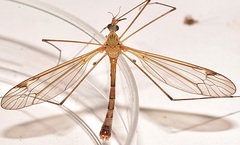 Tipula tephrocephala