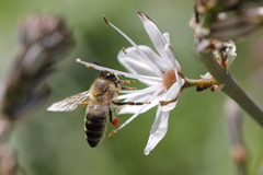 Asphodelus ramosus