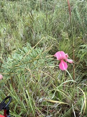 Indigofera rostrata