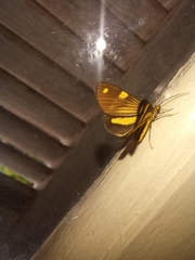 Phaeochlaena lampra