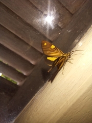 Phaeochlaena lampra