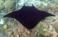 Reef Manta Ray photo 3