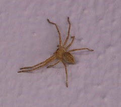 Sparassidae