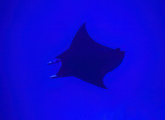 Mobula