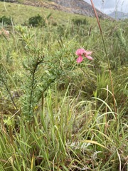 Indigofera rostrata