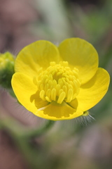 Ranunculus paludosus