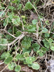 Lamium