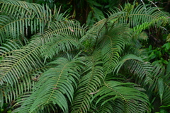 Sphaerostephanos taiwanensis