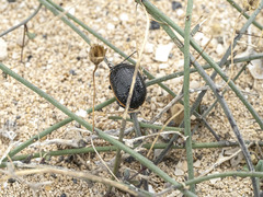 Chrysolina lucidicollis