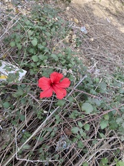 Hibiscus rosa-sinensis