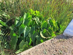 Colocasia esculenta