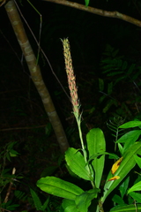 Habenaria pantlingiana