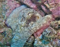 Octopus hubbsorum