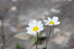 Anthemis