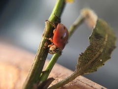 Mulsantina mexicana