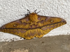 Nudaurelia wahlbergii