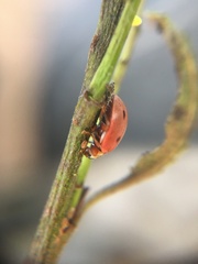 Mulsantina mexicana
