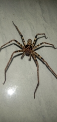 Heteropoda tetrica