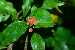 Euonymus tashiroi
