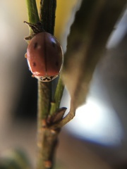 Mulsantina mexicana