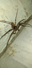 Heteropoda tetrica