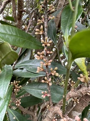Myrsine seguinii