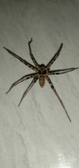 Heteropoda tetrica