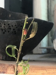 Mulsantina mexicana