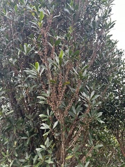 Myrsine seguinii