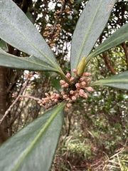 Myrsine seguinii