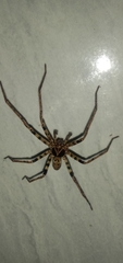 Heteropoda tetrica