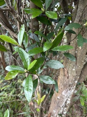 Myrsine seguinii